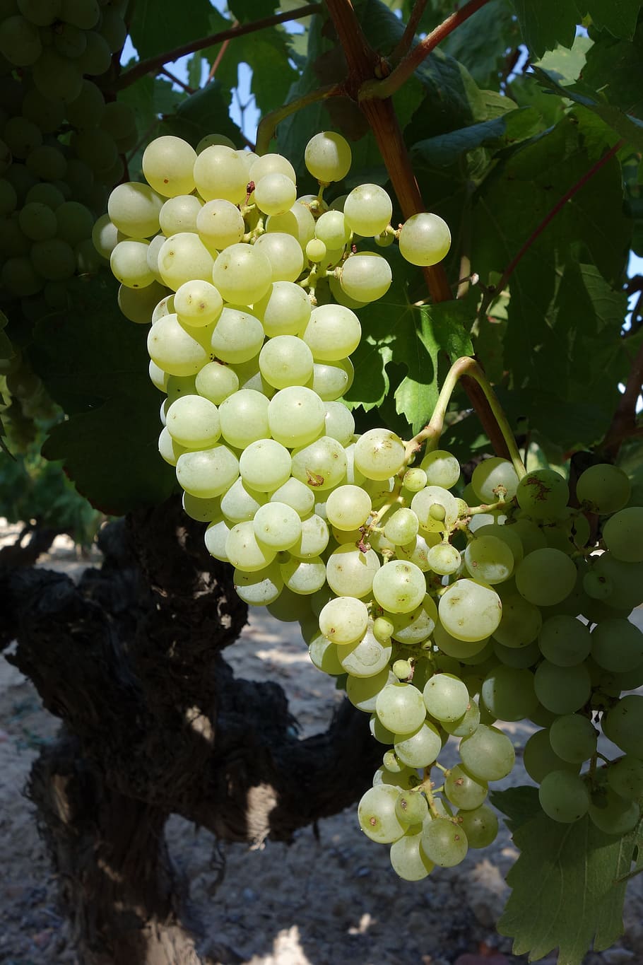 grape, cluster, vine, fruit, healthy eating, food and drink HD wallpaper