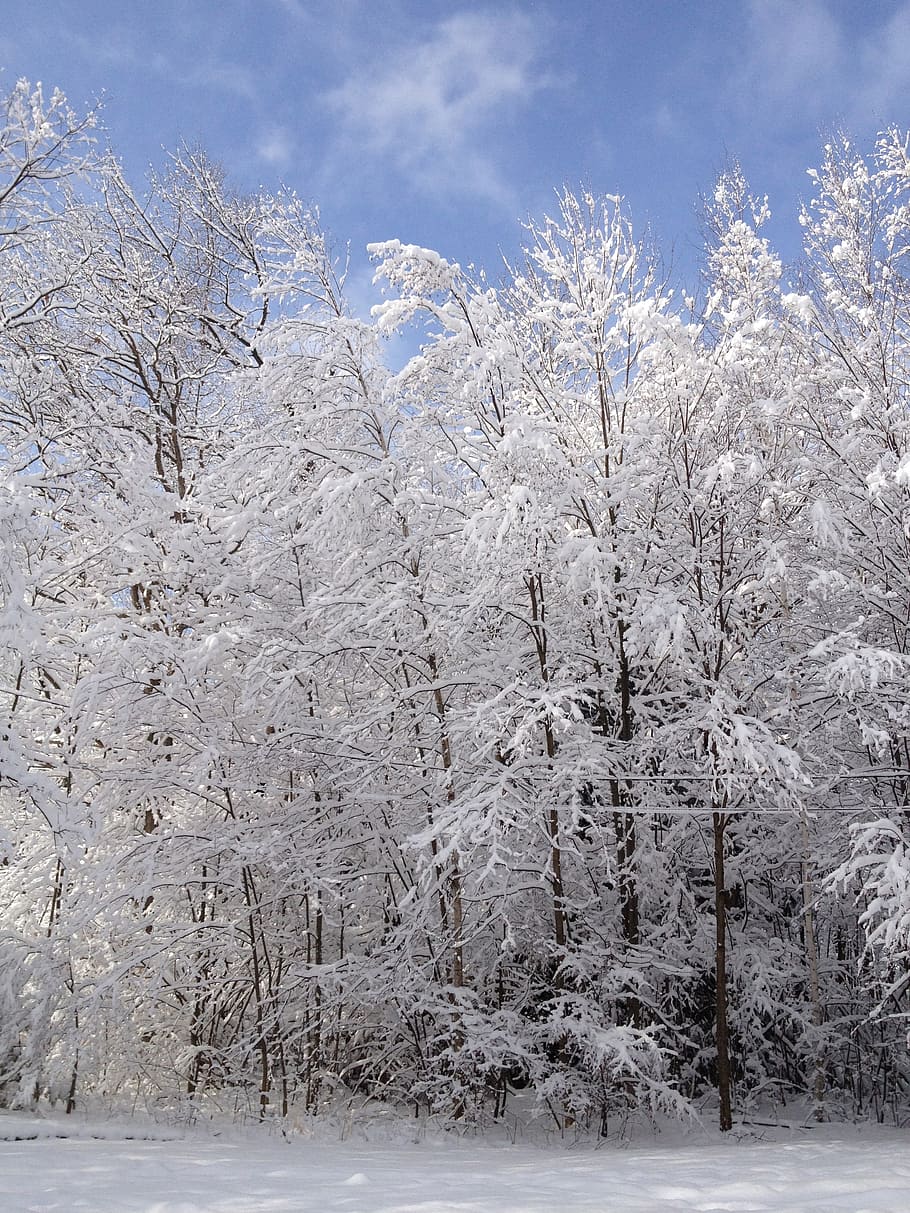 winter, trees, snow, nature, white, cold, sun, cold temperature HD wallpaper