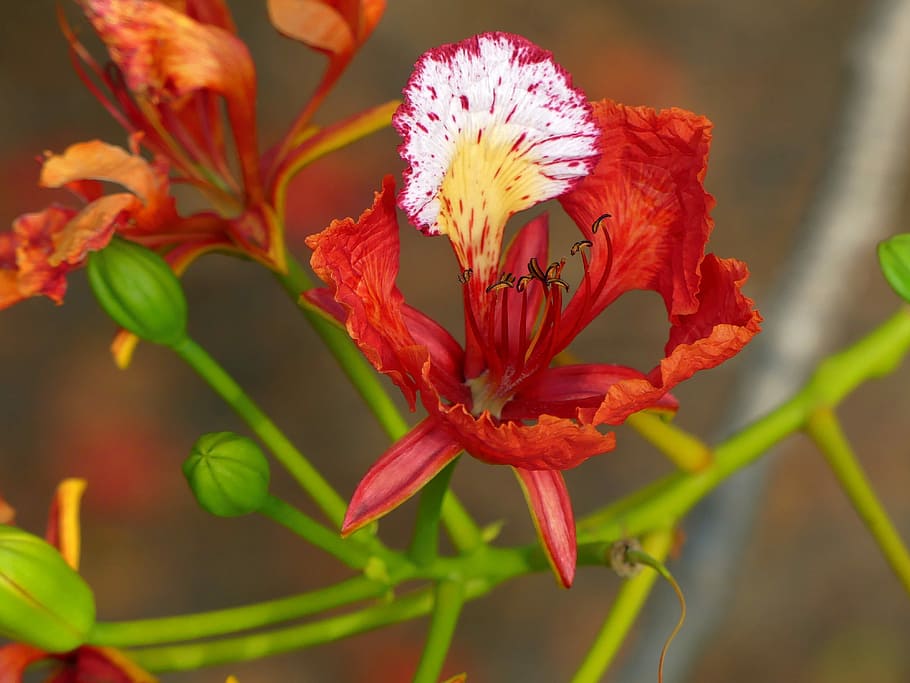 blossom, flower, flame tree, spring, nature, bloom, botanical HD wallpaper