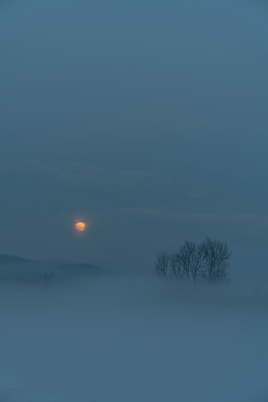 bare tree under orange sunset, bare trees during sunrise, moon HD wallpaper