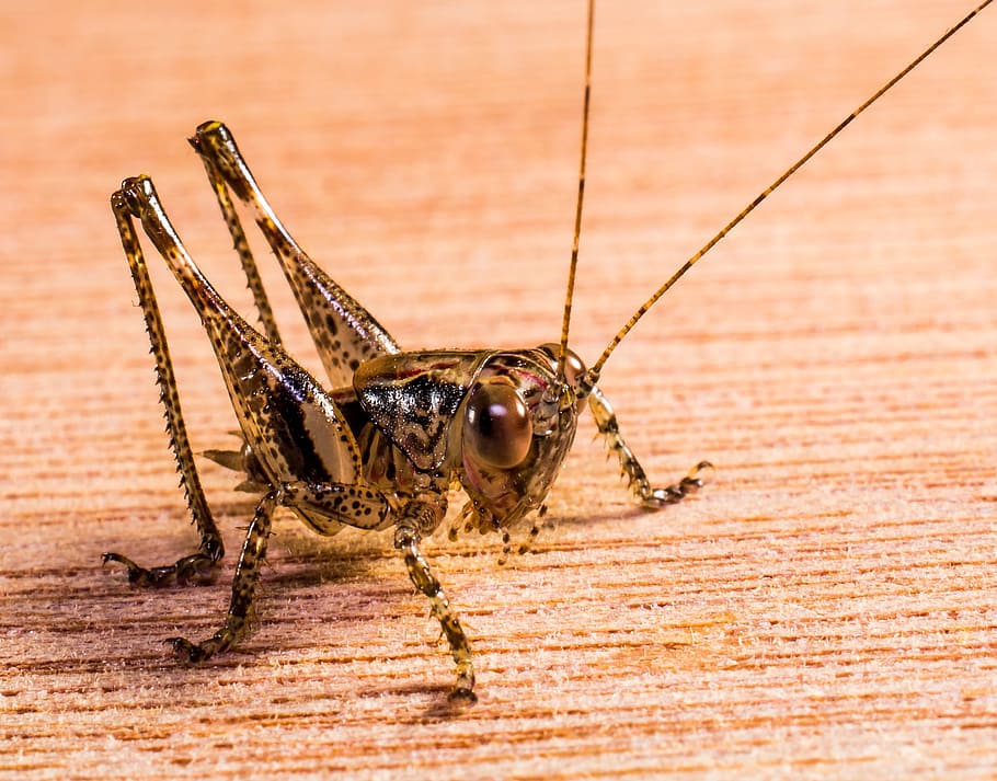 grasshopper, viridissima, insect, close, animal wildlife, one animal HD wallpaper
