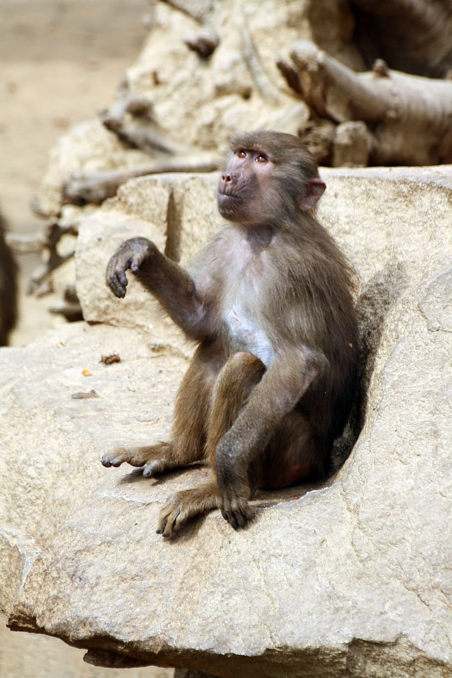 baboon monkey, mono, animal, zoo, macaco, ape, primate, mammal HD wallpaper