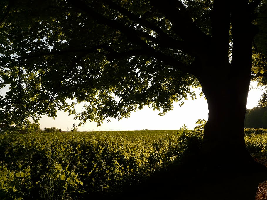 back light, tree, field, sky, green, tribe, sunset, forest HD wallpaper