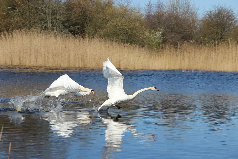 Swan, Hunting, Lake, Pond, Bird, Nature, swans, balz, animal themes
