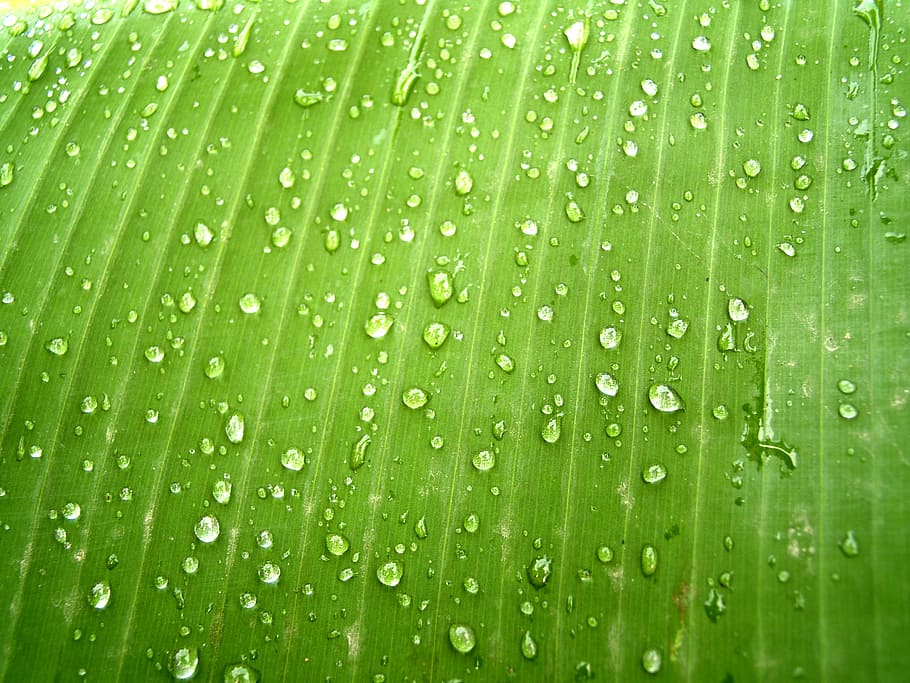water, drops, leaf, grass, green, dew, rain, closeup, life HD wallpaper