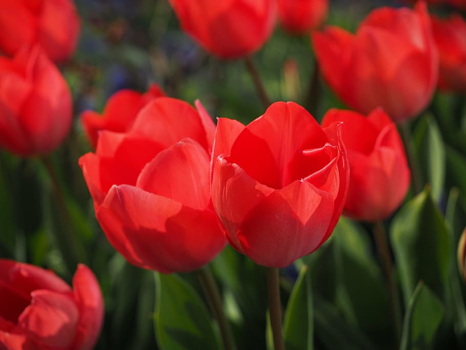 closed up photo of red tulips, flowers, spring, colorful, tulipa, HD wallpaper