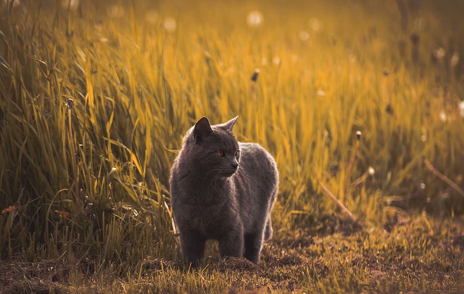 Russian blues standing near green grasses, closeup photography of cat walking on grass field HD wallpaper