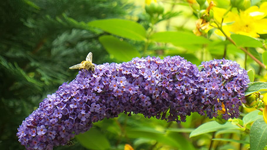 summer lilac, bee, insect, pollen, close, purple, blossom, bloom HD wallpaper
