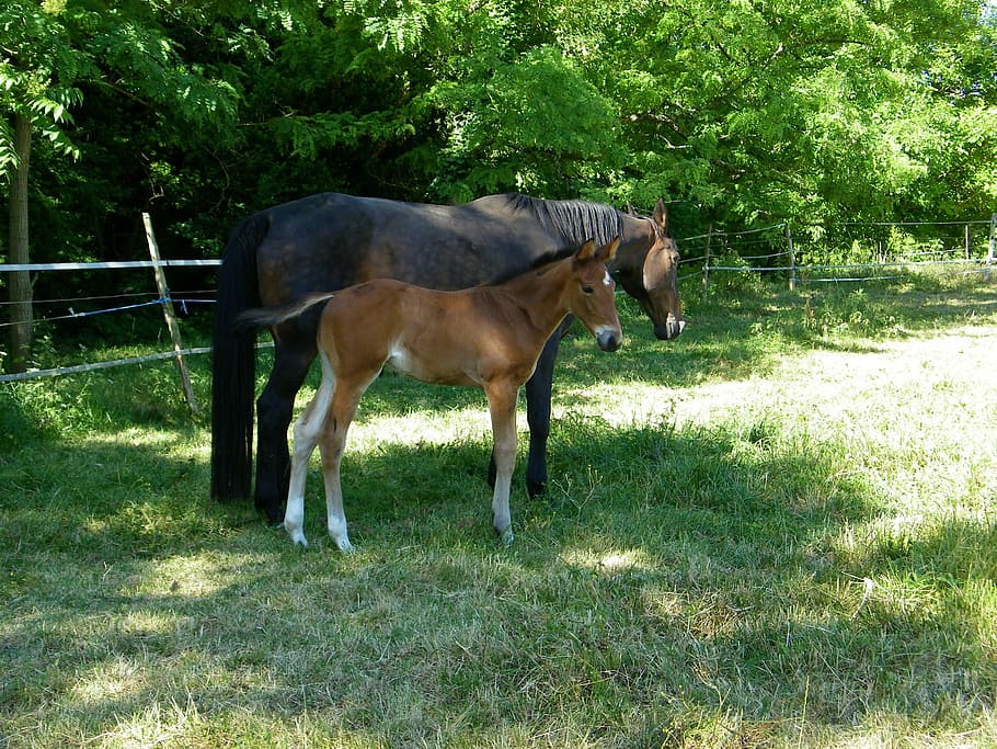 Mare, Foal, Horse, one animal, grass, animal themes, livestock HD wallpaper