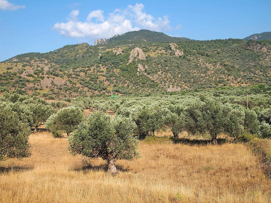 view, olive trees, mountains, sky, greece, anaxos, landscape HD wallpaper