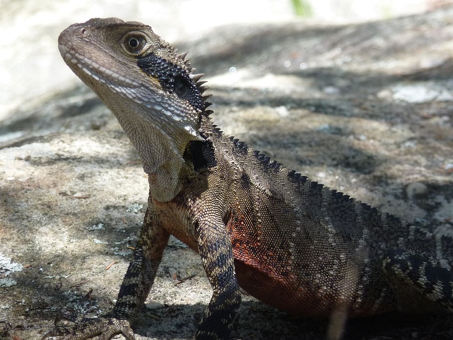 lizard, nature, reptile, creature, camouflage, grey, iguana HD wallpaper