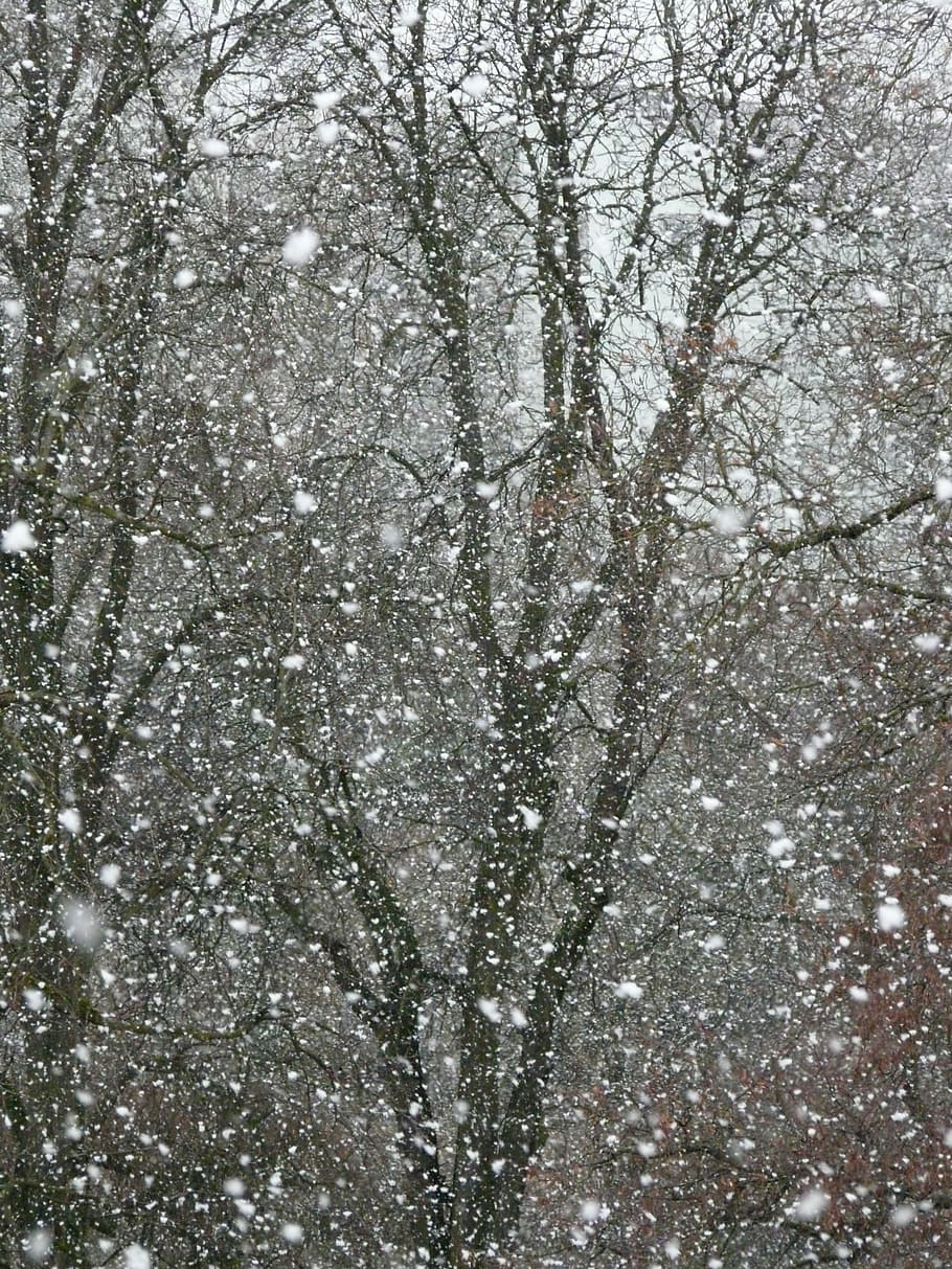Snowfall, Snowflakes, Blizzard, winter, winter dream, cold HD wallpaper