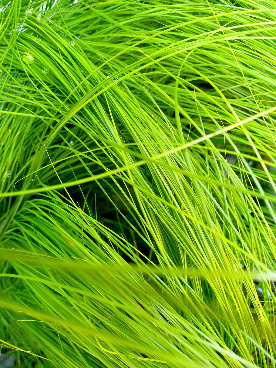 grass, plant, rush, growth, leaf, lush, green color, full frame HD wallpaper