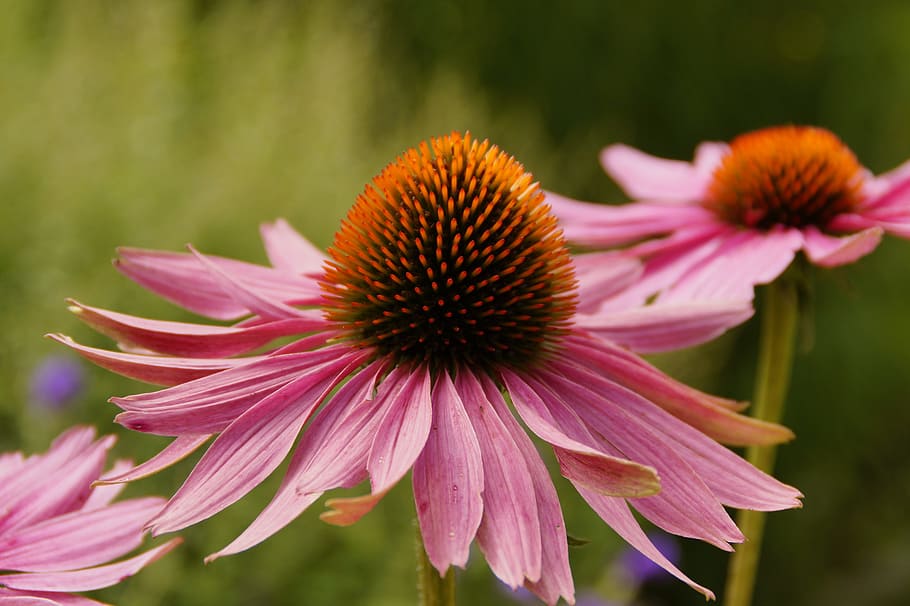 Echinacea, Sun Hat, Blossom, Bloom, flower, pink, nature, flora HD wallpaper