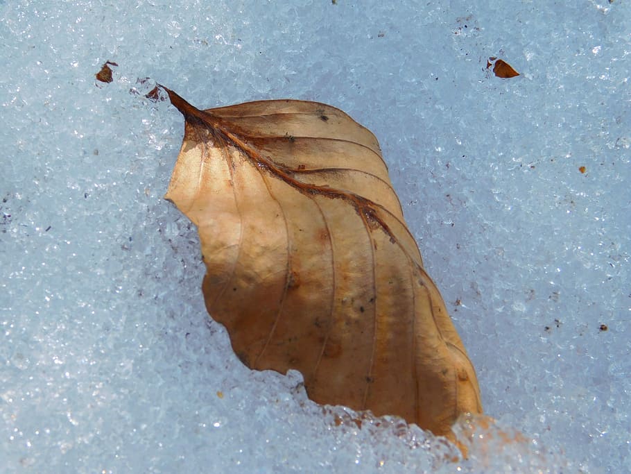 Leaf, Snow, Ice, Dry, Winter, dry leaf, mountain, frost, frozen HD wallpaper
