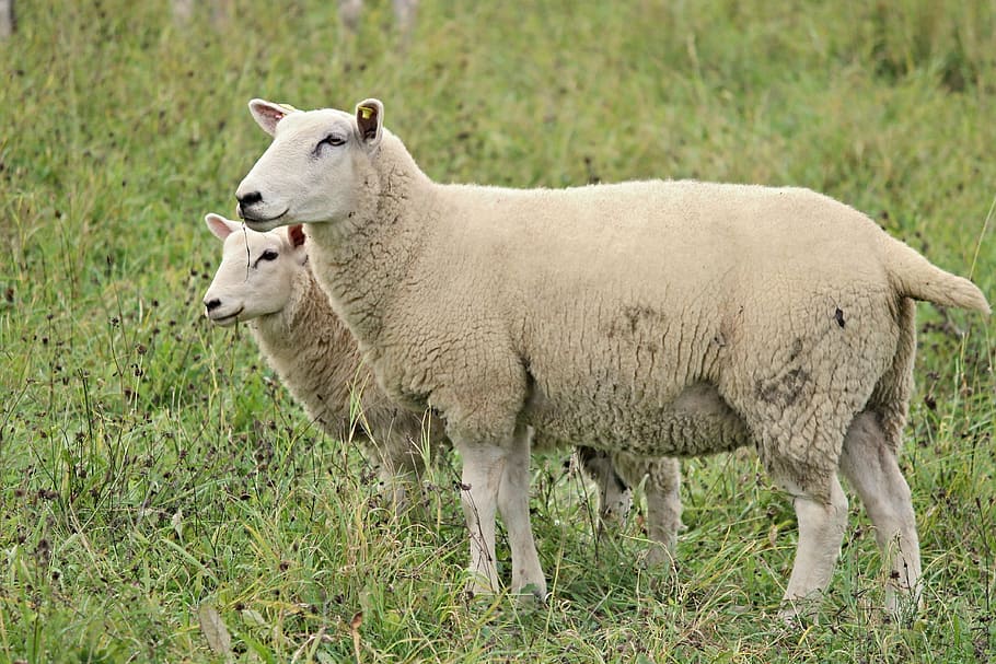 two sheep on grass field, wool, fur, pasture, animals, agriculture