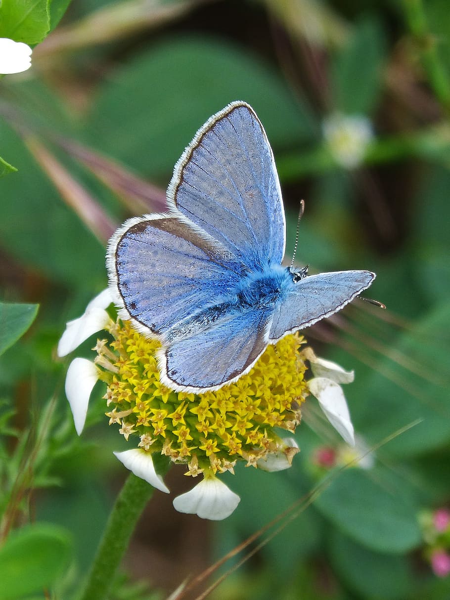 butterfly, flower, pollen, libar, blue butterfly, blaveta, polyommatus icarus HD wallpaper