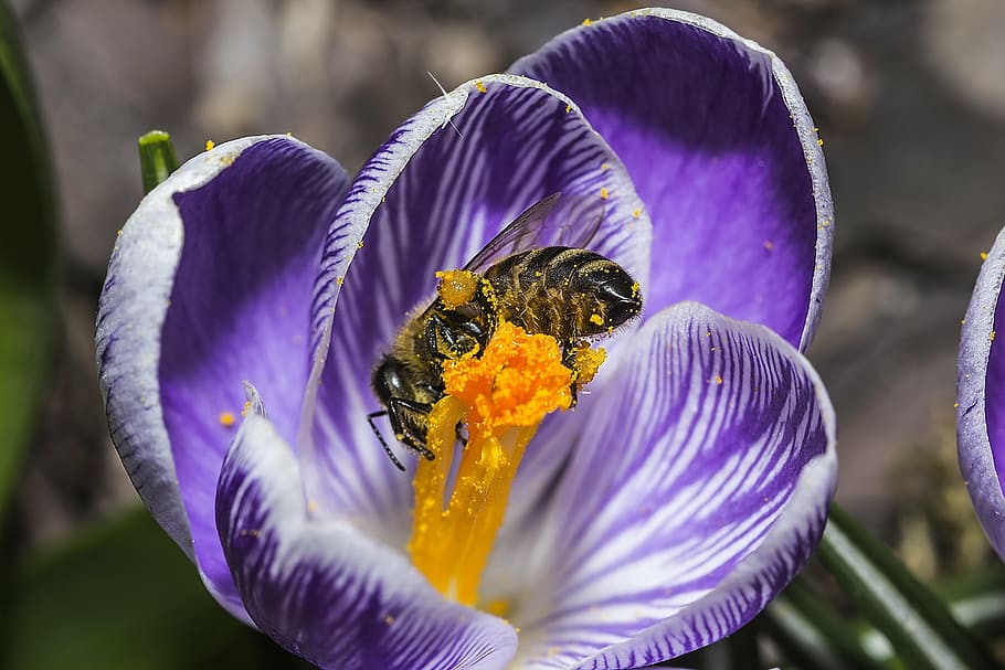 bee, crocus, spring, nature, insect, plant, purple, violet HD wallpaper