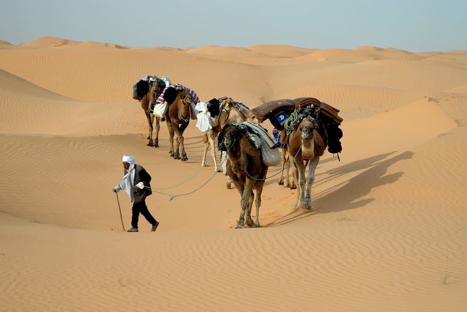 man and herd of camels in middle of desert field, Tunisia, Caravan