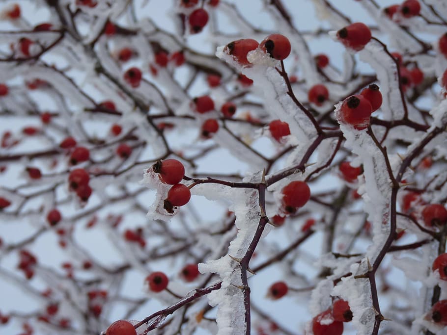 shallow focus photography of red fruits, rose hip, iced, snow, HD wallpaper