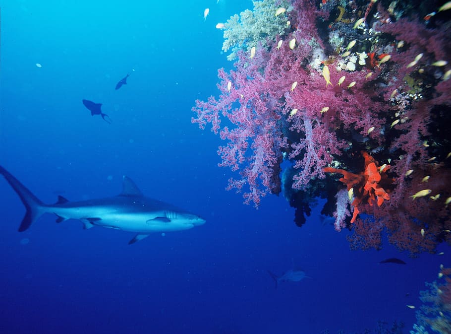 shark near corals, Gray Reef Shark, Fish, Predator, swimming HD wallpaper