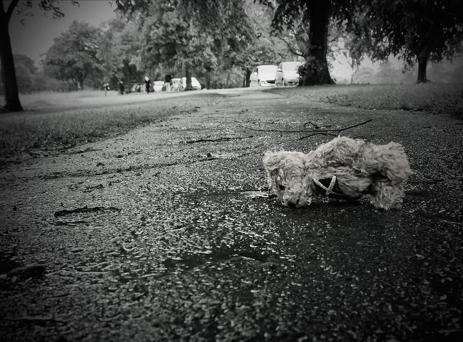 grayscale photo of teddy bear on concrete, lost, toy, sadness HD wallpaper