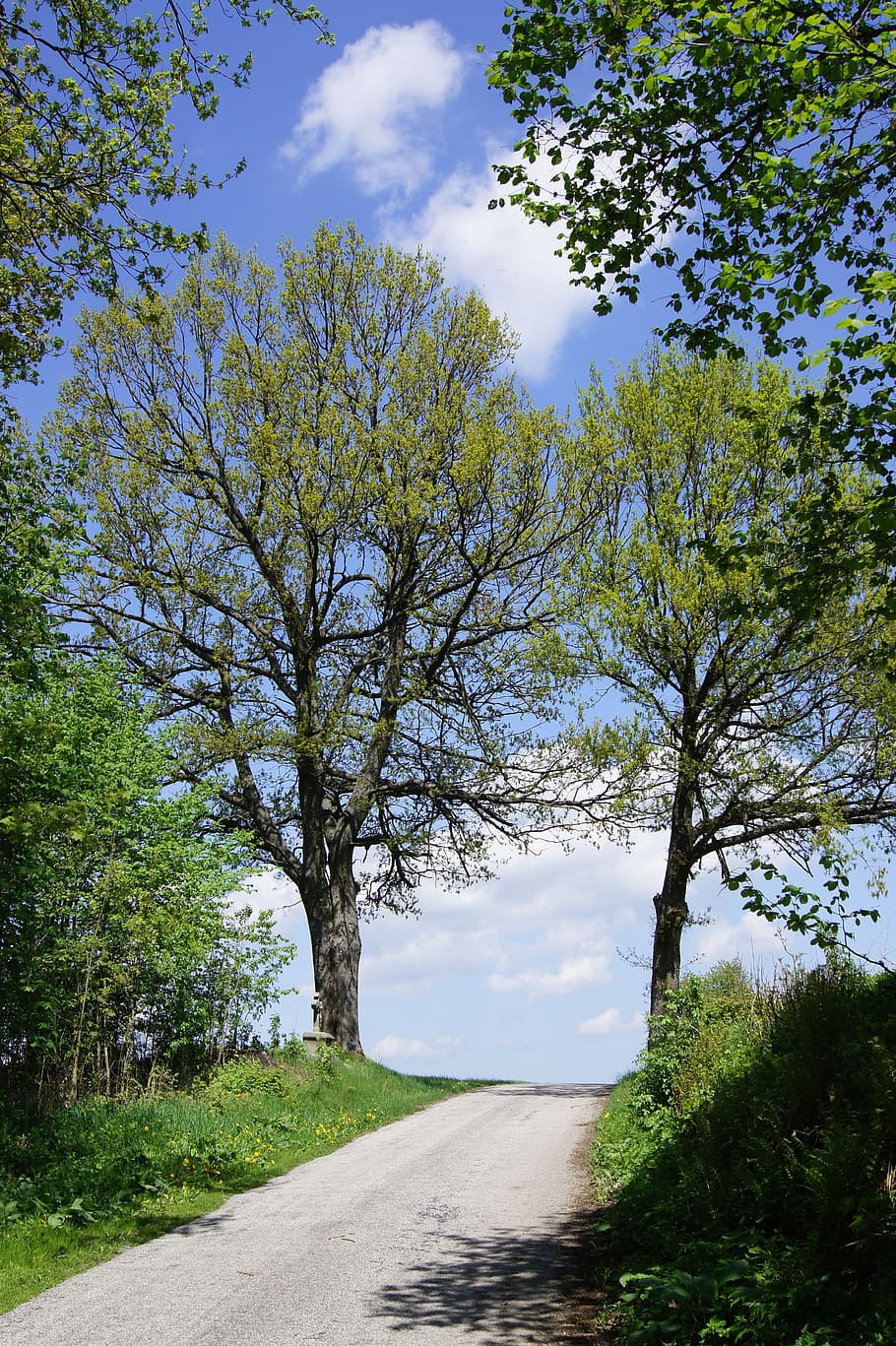 Trees, Away, Road, Nature, summer, outdoors, landscape, forest HD wallpaper