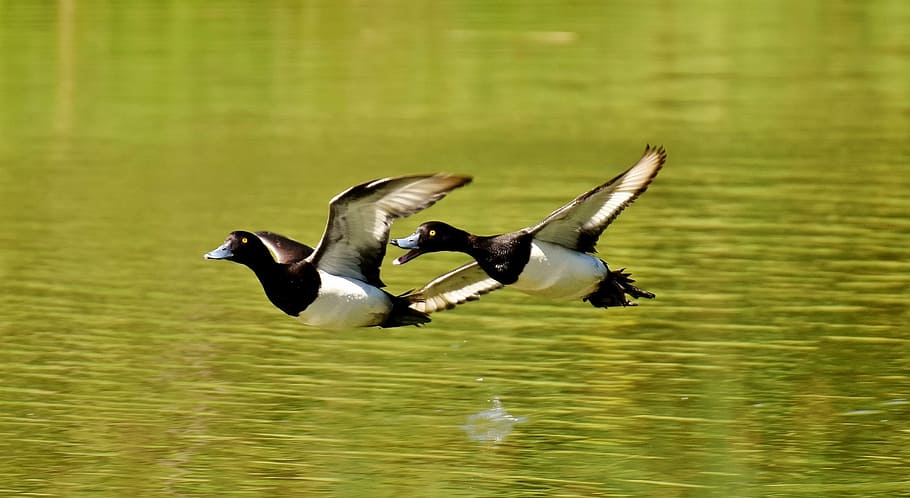 two white-and-black birds flying over body of water during daytime HD wallpaper
