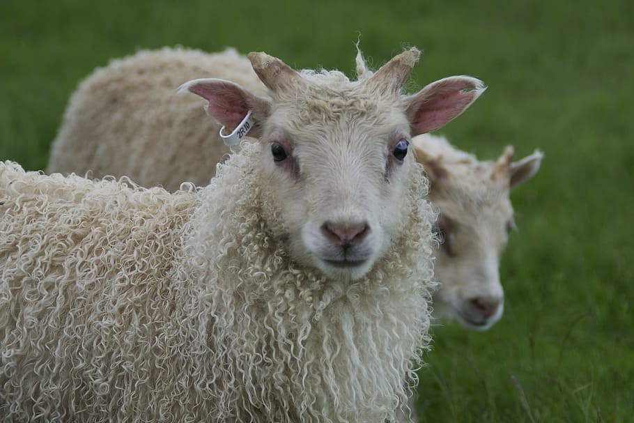 animals, sheep, lambs, livestock, mammal, domestic animals HD wallpaper
