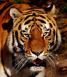 photography of tiger, predator, fur, beautiful, dangerous, cat HD wallpaper