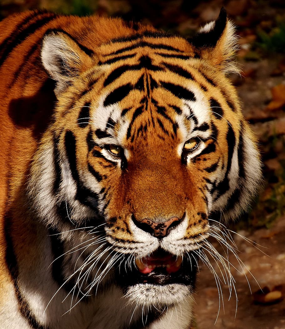 photography of tiger, predator, fur, beautiful, dangerous, cat, HD wallpaper