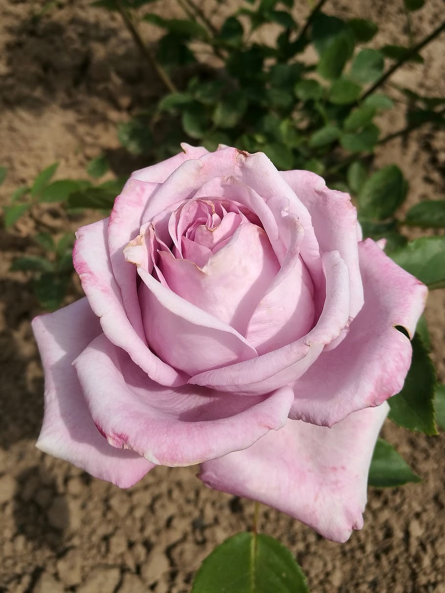 Роза лето флорибунда