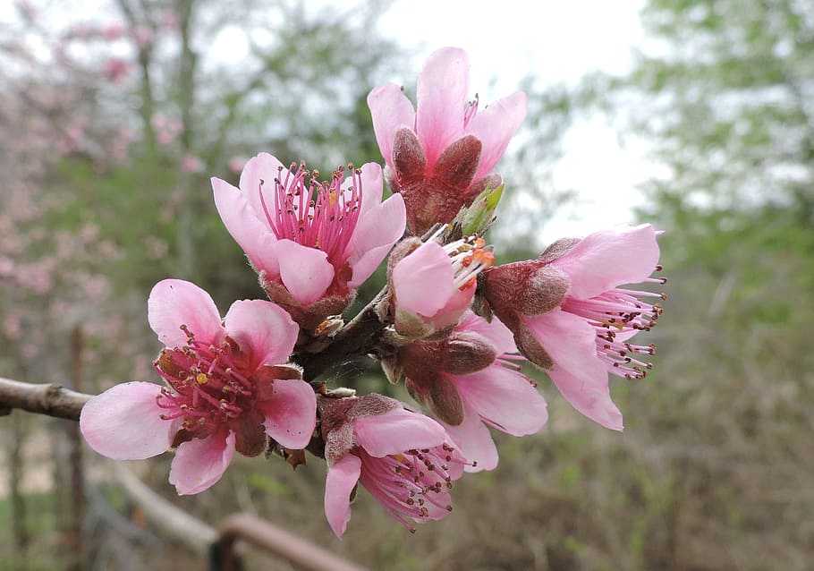 Peach Blossom, Spring, Flower, Bloom, blooming, pink, close HD wallpaper