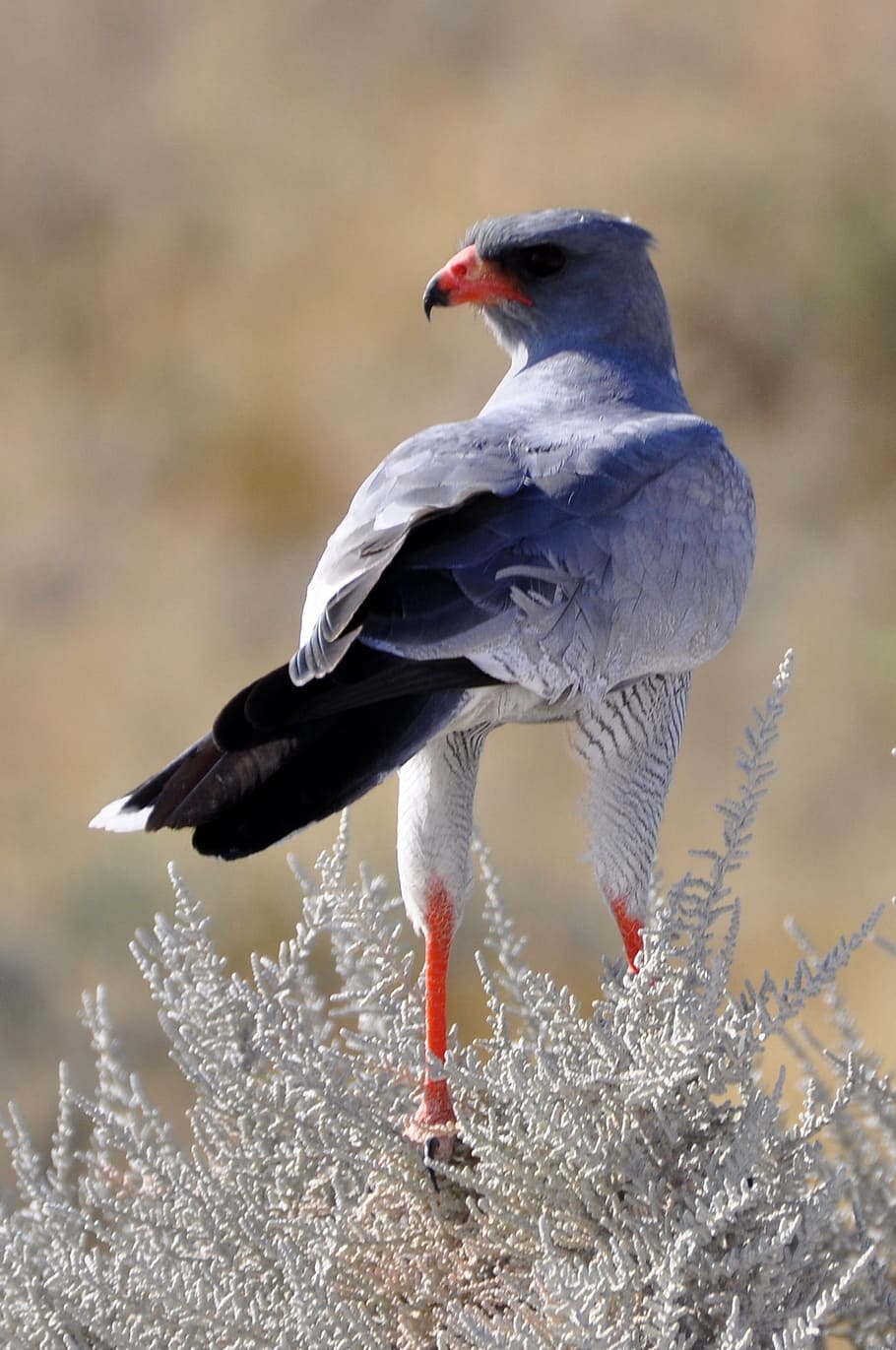 grey and black bird, falcon, move, africa, etosha, safari, namibia HD wallpaper
