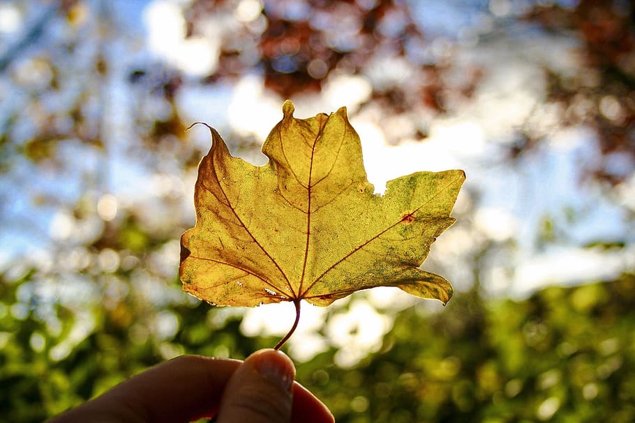 leaf, fall, nature, maple, season, outdoors, flora, human hand HD wallpaper
