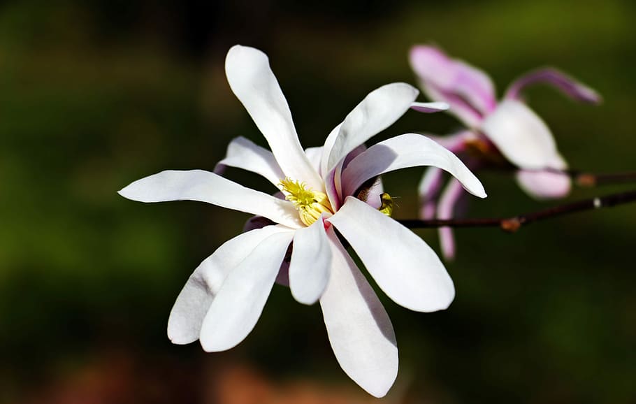 white-and-pink magnolias in bloom selective-focus photography, HD wallpaper