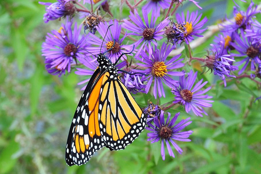 monarch, butterfly, macro, insect, nature, wings, colorful HD wallpaper