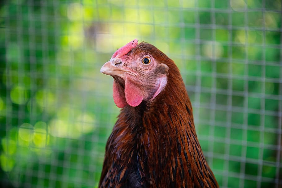 brown rooster in cage, chicken, fun, bird, poultry, nature HD wallpaper