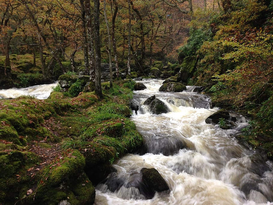 forest river, flowing water, stream, creek, waterfall, torrent HD wallpaper