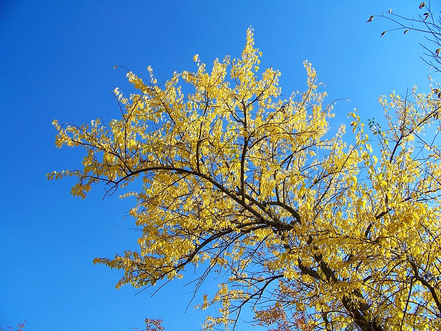 autumn, fall, leaves, trees, yellow, blue, sky, plant, beauty in nature HD wallpaper