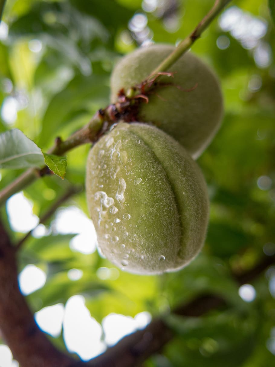 fruit, rain drops, tree, unripe, plant, healthy eating, food and drink HD wallpaper