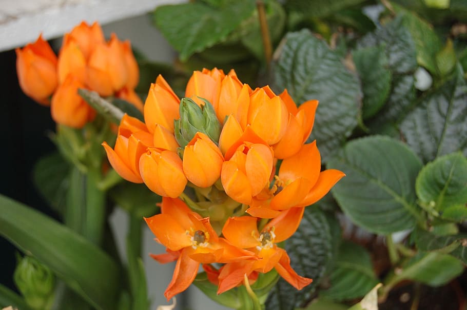 nature, flower, flowering plant, fragility, vulnerability, beauty in nature HD wallpaper