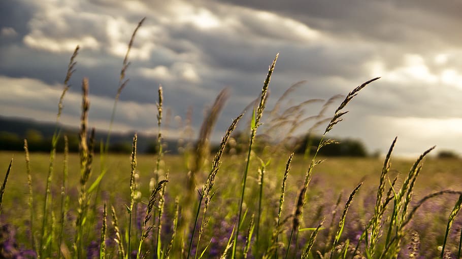 selective photography of wheat ears during cloudy day, meadow HD wallpaper