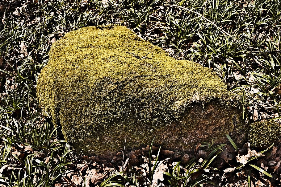 rock, pierre, foam, grass, under wood, plant, nature, moss HD wallpaper