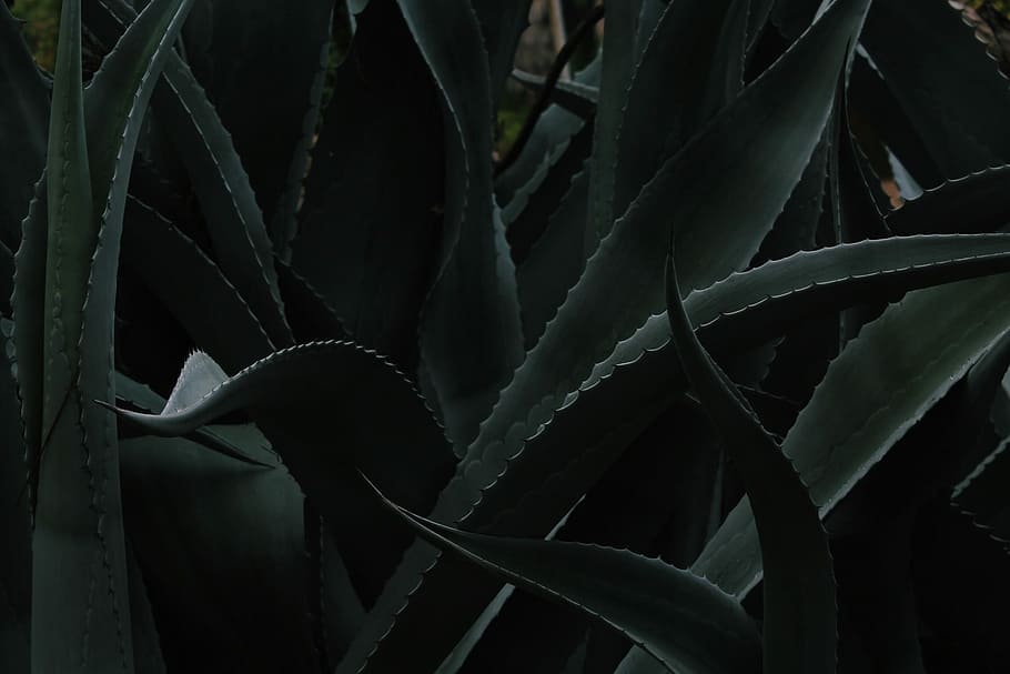 closeup photo of Aloe vera plant, shallow focus photography of green leafed plant