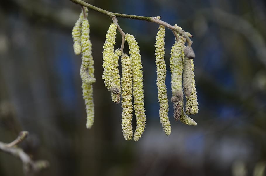 flowering, tree, willow, for, spring, plant, pussy willow, focus on foreground HD wallpaper