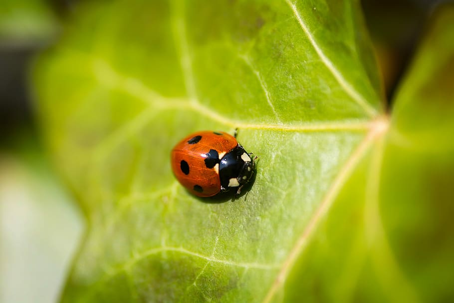 red lady bug on leaf in macro photography, red and black ladybug on green leaf plant HD wallpaper