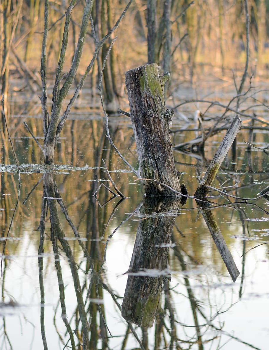 torso, tree, marsh, nature, water, reflection, bark, branch HD wallpaper