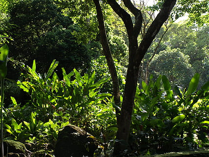 green trees and plants under sunny sky, Tropical, Jungle, Foliage HD wallpaper