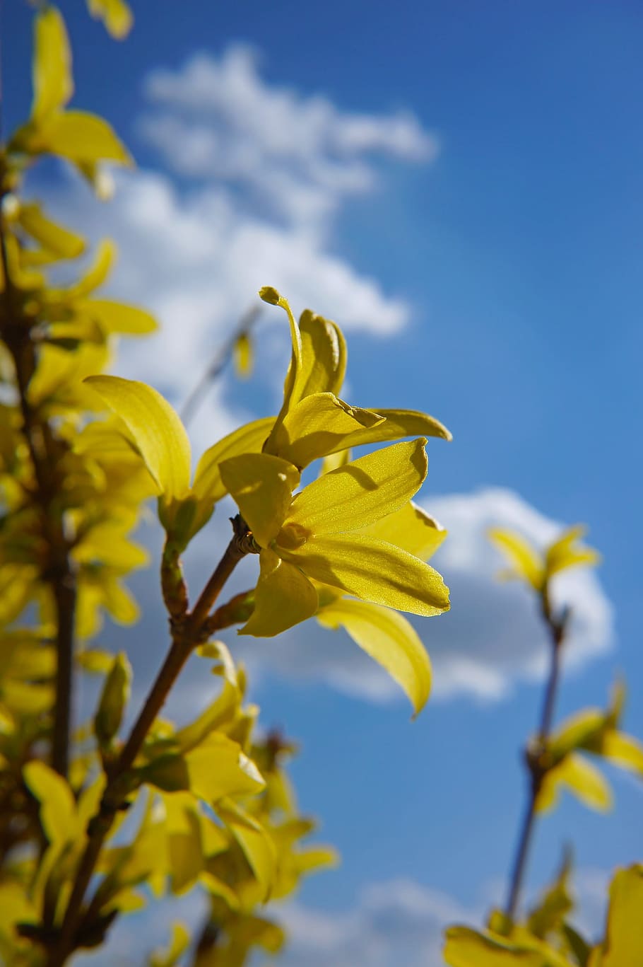 Laburnum, Spring, Nature, Bloom, Yellow, sky, leaf, plant, blue HD wallpaper